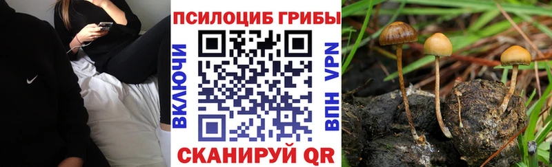 Галлюциногенные грибы Psilocybe  Шарыпово 